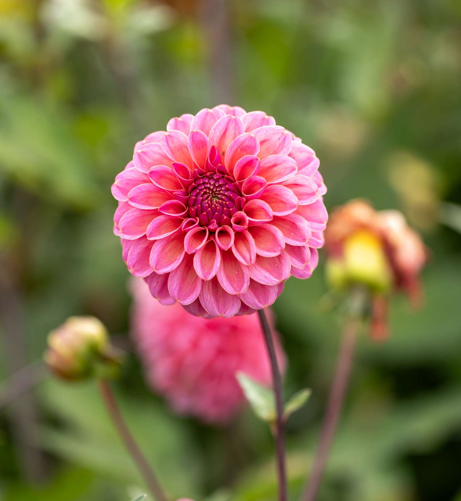 Daalia 'Bazuin Pink'